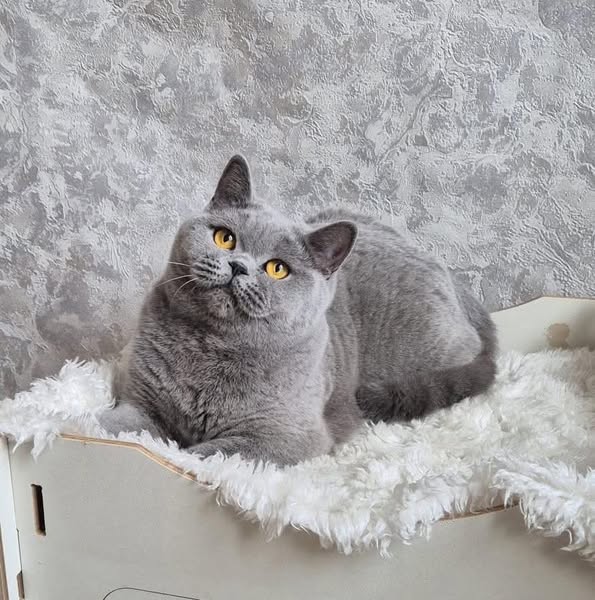 British Shorthair
