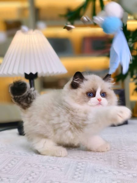 Ragdoll