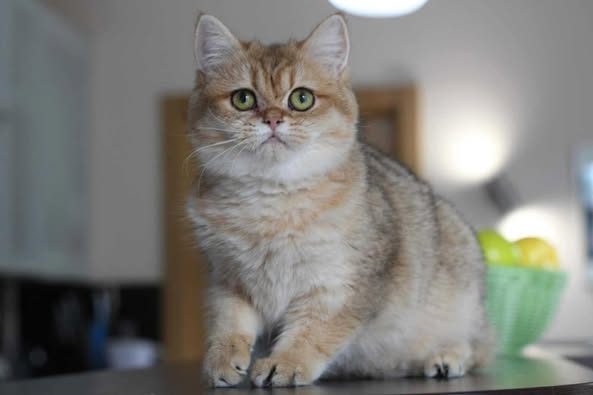 British Shorthair