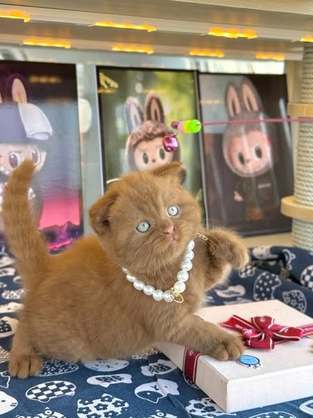 Scottish Fold