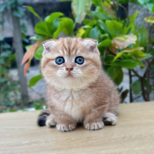 Munchkin Fold