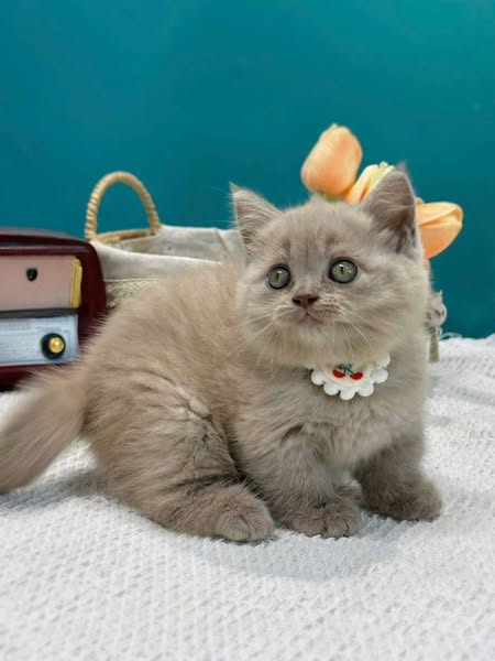 Munchkin