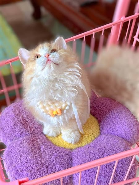 Selkirk Rex Munchkin