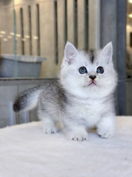 Munchkin