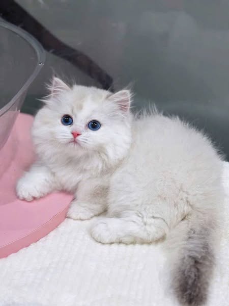 Munchkin Ragdoll