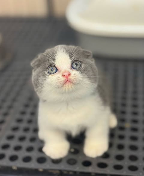 Munchkin Fold