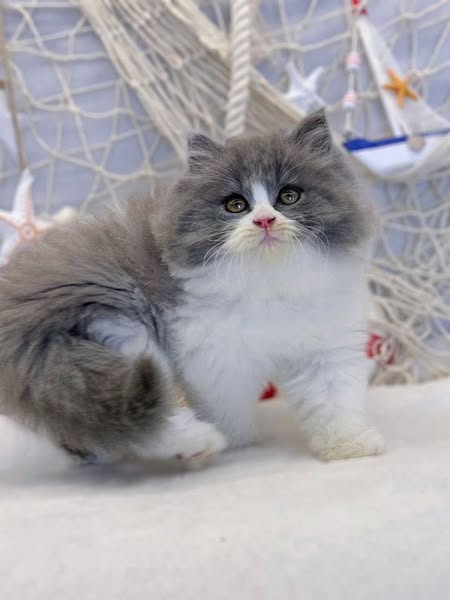 British Longhair