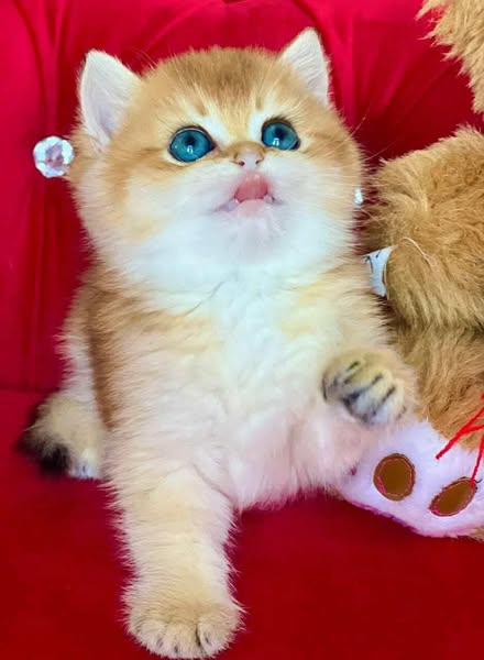 British Shorthair
