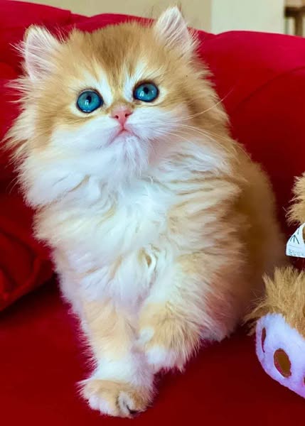 British Longhair