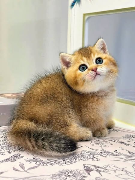 Munchkin