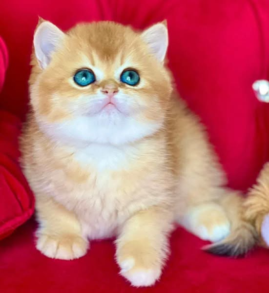 British Shorthair