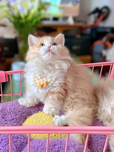 Selkirk Rex Munchkin