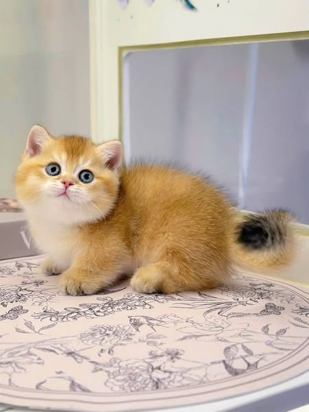 Munchkin