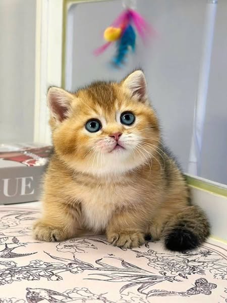 Munchkin