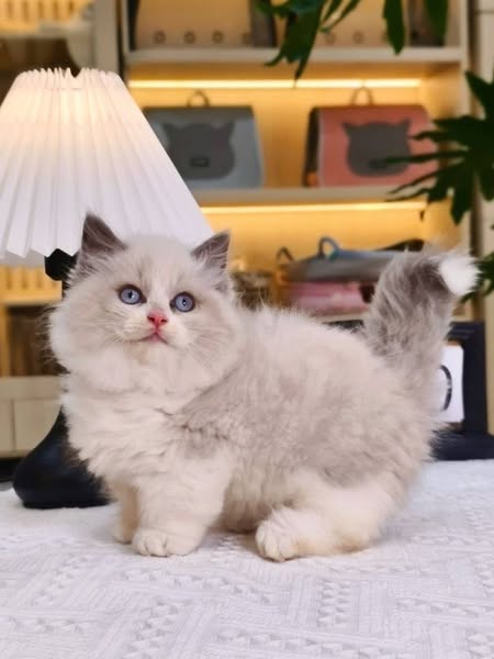 Munchkin Ragdoll
