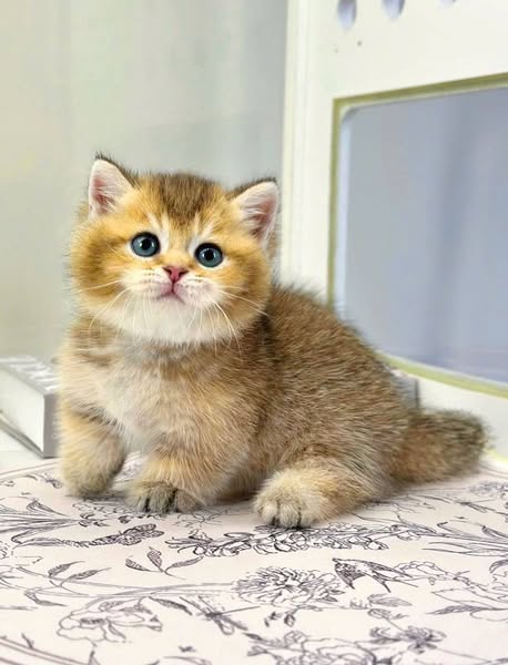 Munchkin
