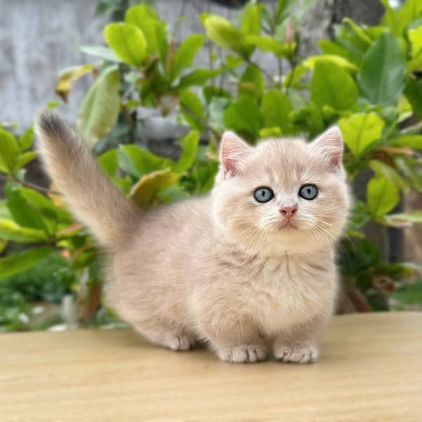 Munchkin
