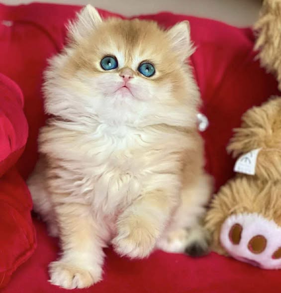 British Longhair