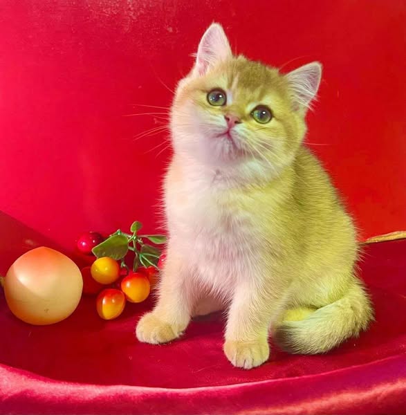 British Shorthair