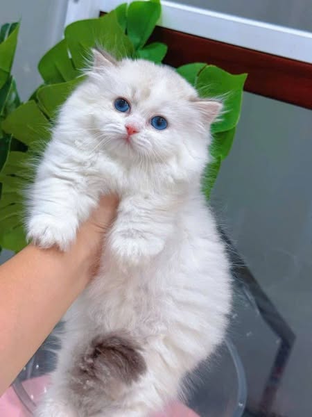 Munchkin Ragdoll