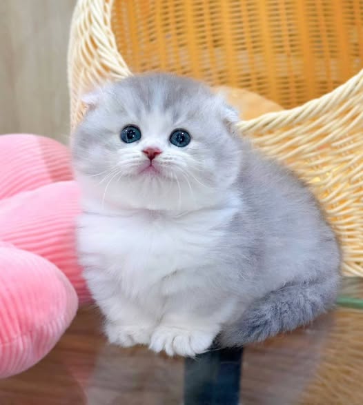 Munchkin Fold Longhair
