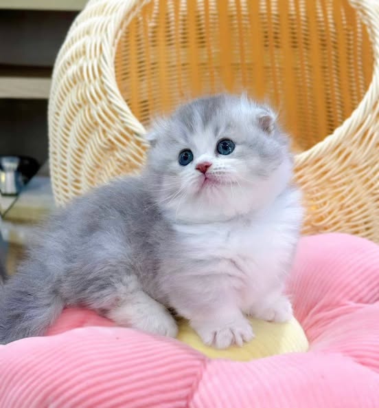 Munchkin Fold Longhair