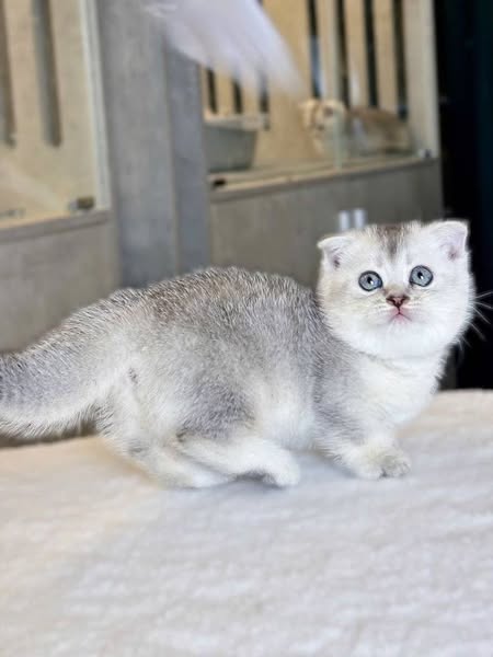 Munchkin Fold