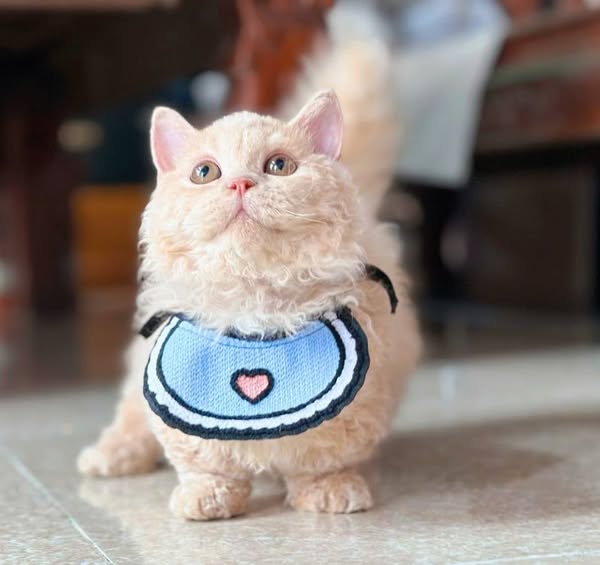 Selkirk Rex Munchkin