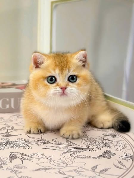 Munchkin