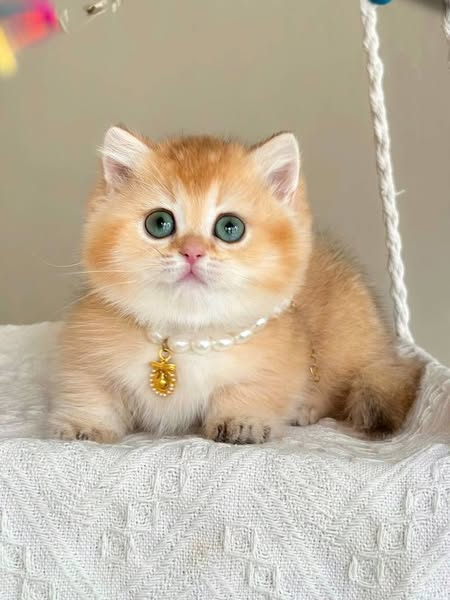 Munchkin