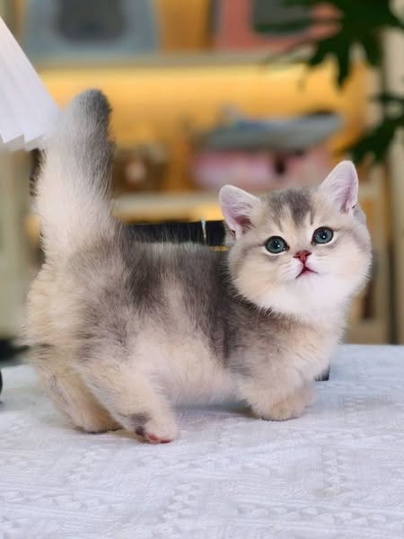 Munchkin