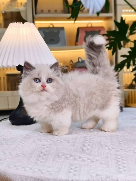 Munchkin Ragdoll