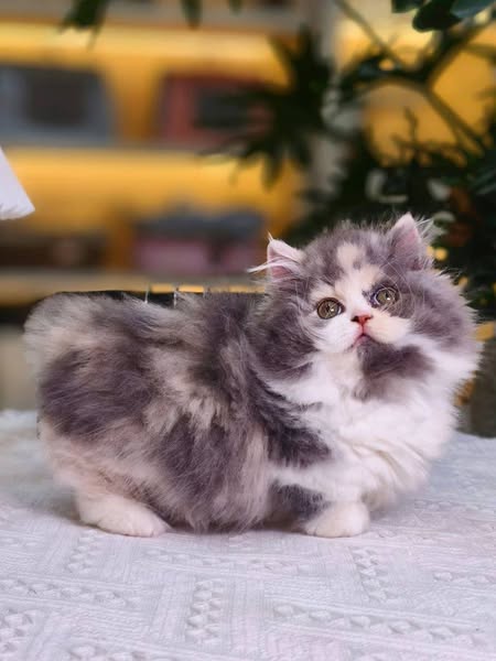 Munchkin Longhair