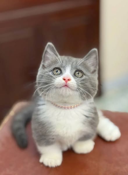 Munchkin