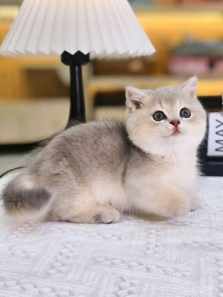 Munchkin