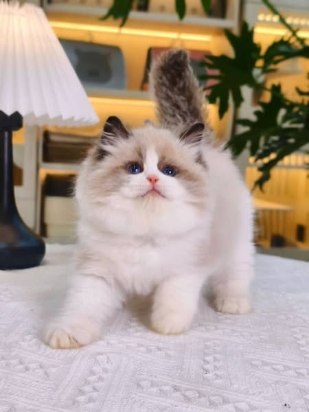 Ragdoll