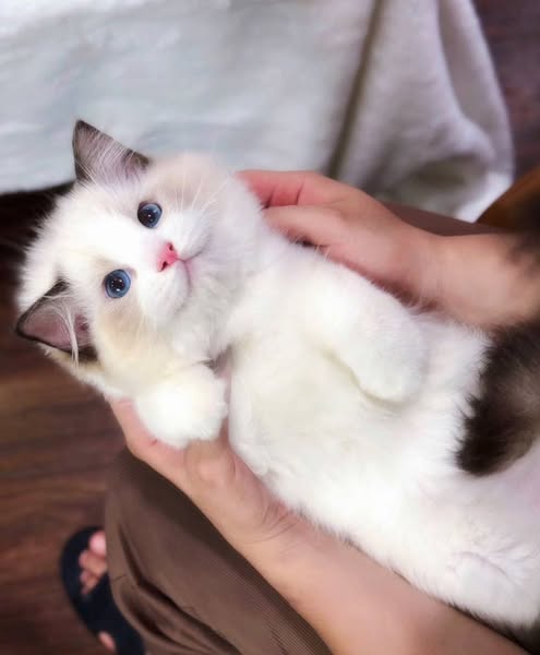 Ragdoll