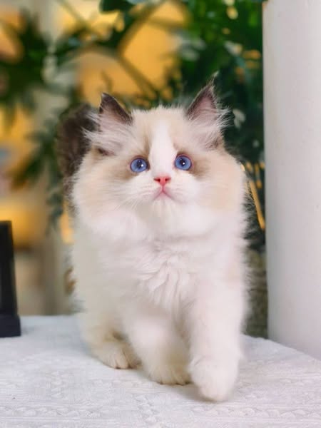 Ragdoll