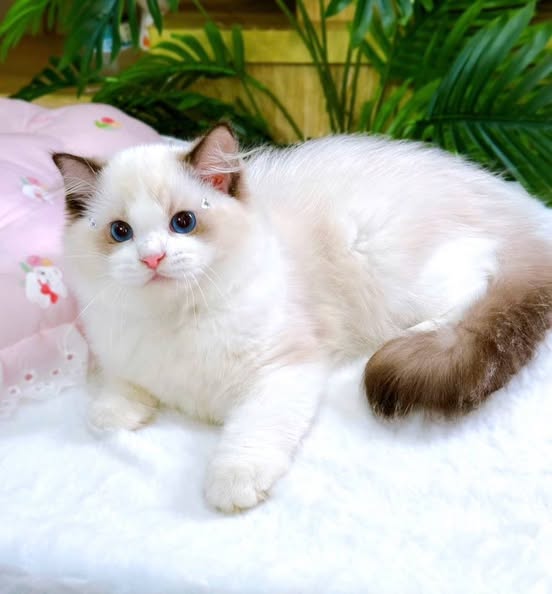 Ragdoll