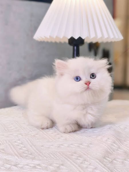 Munchkin Longhair
