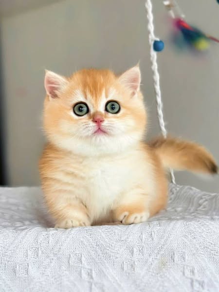 Munchkin