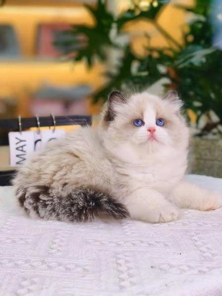 Ragdoll