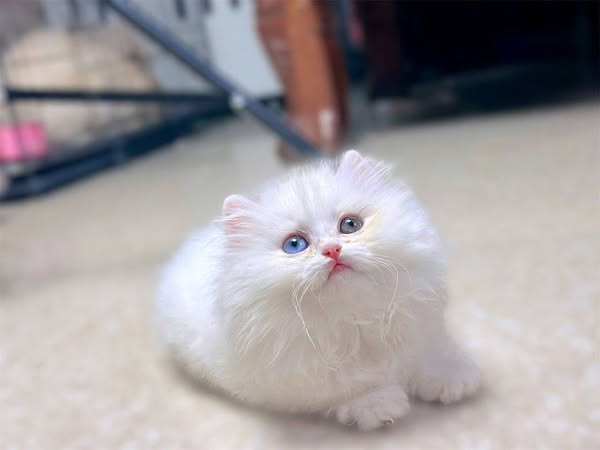 Munchkin Longhair