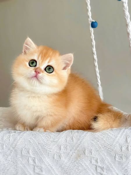 Munchkin