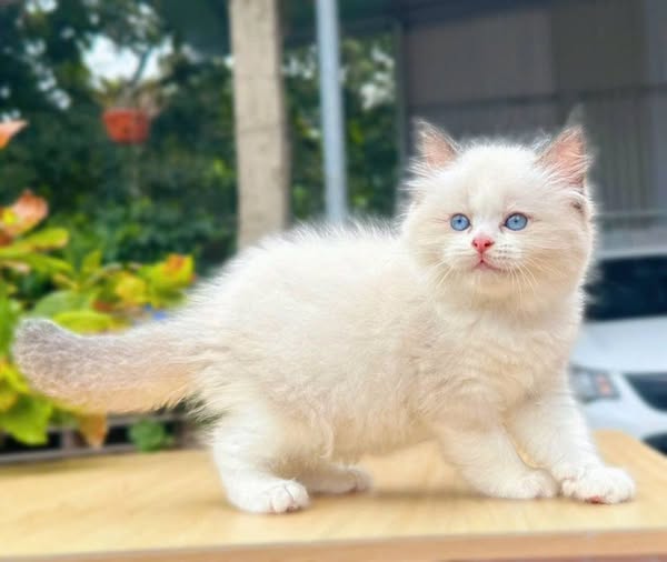 Ragdoll