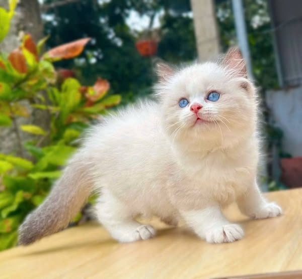 Ragdoll