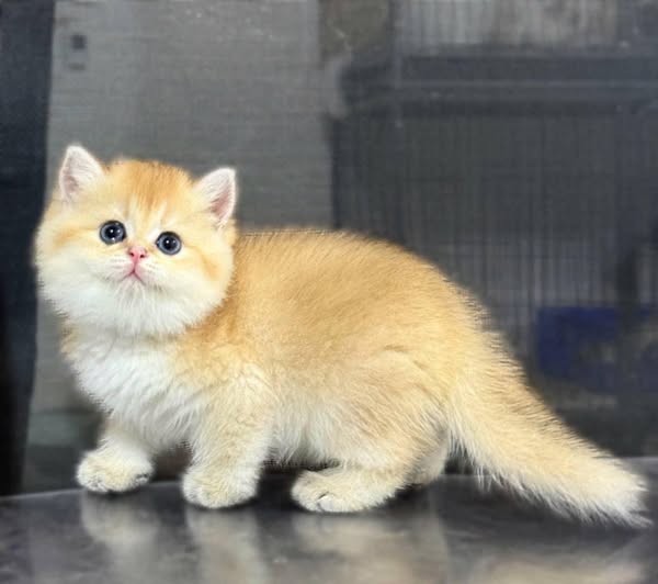 British Shorthair