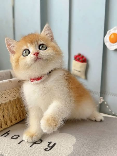 British Shorthair