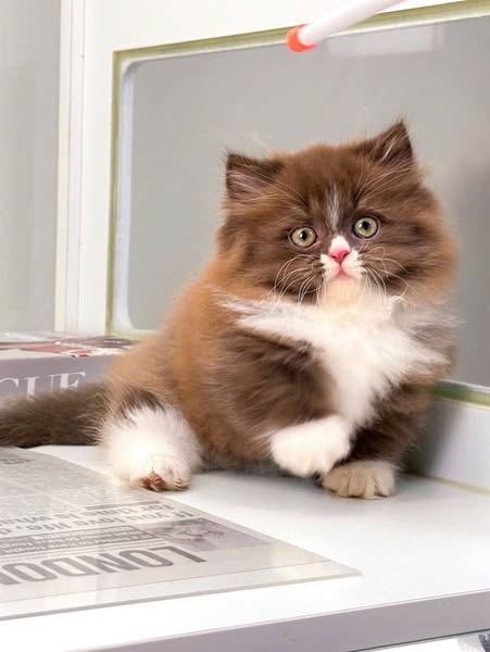 Munchkin Longhair