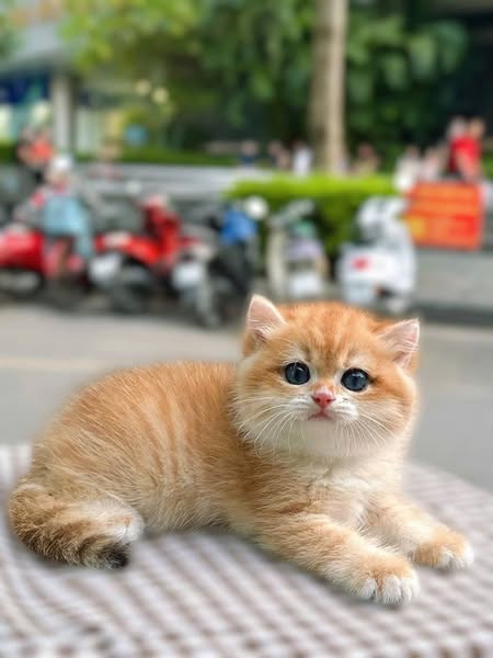 British Shorthair